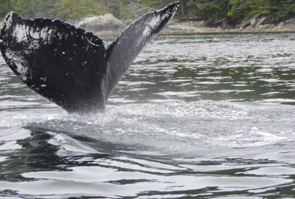 Image Credit:  Barbara Sibbald  Humpbacks near Khutzeymateen Prov Park